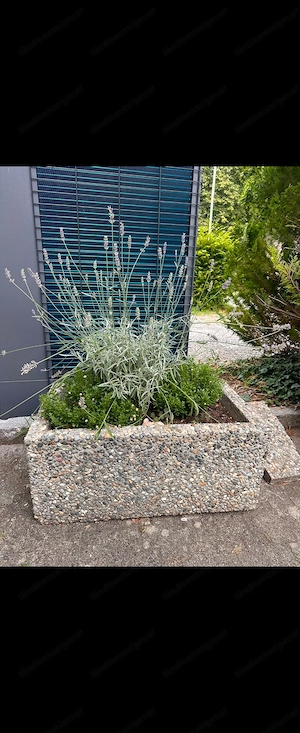 Blumentrog   Blumentopf zu verschenken Bild 2