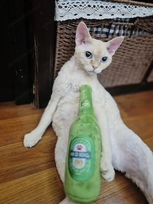 Entzückende Devon-Rex-Kätzchen suchen ein liebevolles Zuhause! Bild 3