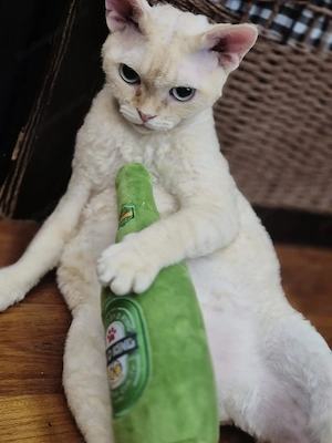 Entzückende Devon-Rex-Kätzchen suchen ein liebevolles Zuhause! Bild 2