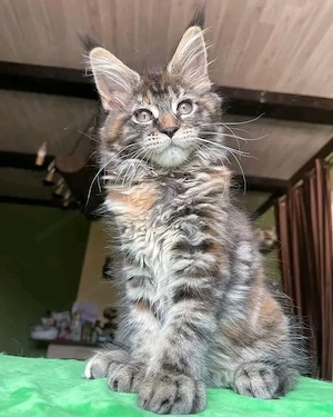 Zauberhafte Maine-Coon-Kätzchen suchen ein liebevolles Zuhause Bild 3