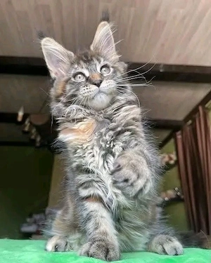 Zauberhafte Maine-Coon-Kätzchen suchen ein liebevolles Zuhause Bild 2