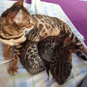 Entzückende Bengal-Kätzchen suchen ein liebevolles Zuhause! Bild 2