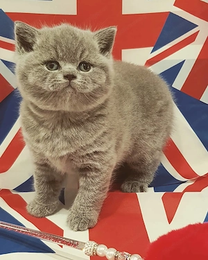 Zauberhafte Britisch-Kurzhaar-Kätzchen suchen ein liebevolles Zuhause! Bild 3