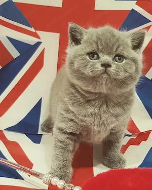 Zauberhafte Britisch-Kurzhaar-Kätzchen suchen ein liebevolles Zuhause! Bild 2