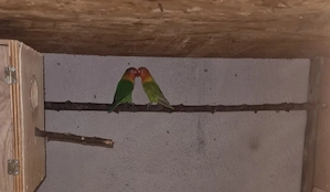 Vögel zum haben! Bild 3