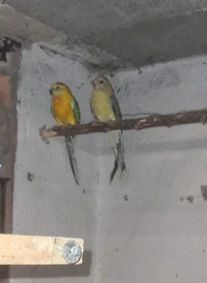 Vögel zum haben! Bild 2