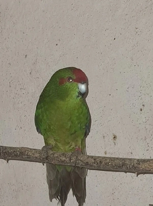 Vögel zum haben! Bild 4