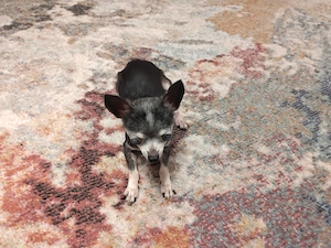 Lilly sucht ein ruhiges Zuhause
