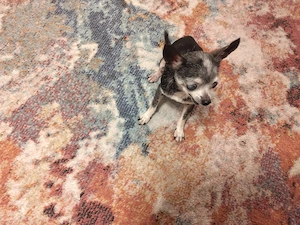 Lilly sucht ein ruhiges Zuhause Bild 2