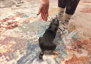 Lilly sucht ein ruhiges Zuhause Bild 4