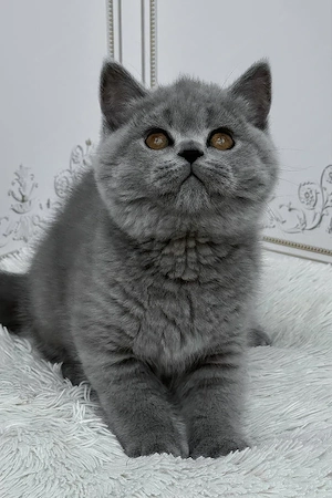 Teddy, ein stattlicher Britisch Kurzhaar Bild 4