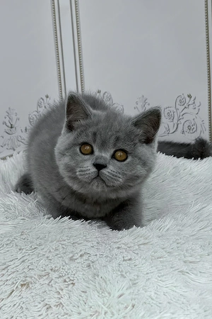 Teddy, ein stattlicher Britisch Kurzhaar Bild 5
