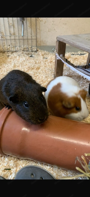 Liebevolles Zuhause für meine 3 Meerschweinchen gesucht Bild 3