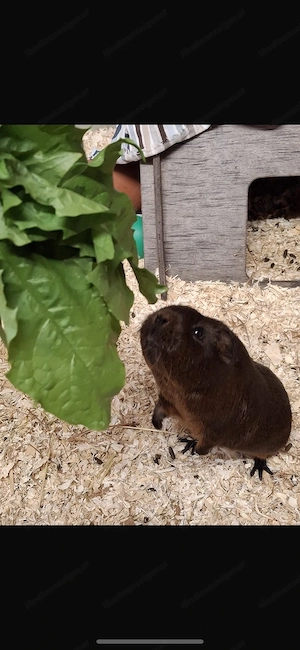 Liebevolles Zuhause für meine 3 Meerschweinchen gesucht Bild 2