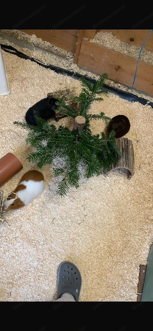 Liebevolles Zuhause für meine 3 Meerschweinchen gesucht Bild 5