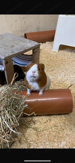 Liebevolles Zuhause für meine 3 Meerschweinchen gesucht Bild 4