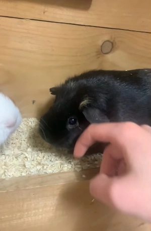 Liebevolles Zuhause für meine 3 Meerschweinchen gesucht Bild 6