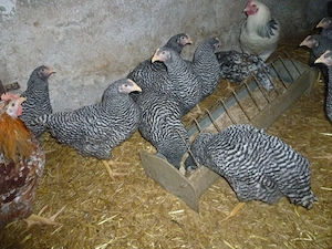 Hühner Rassegeflügel Wachteln Zwerghühner  Bild 3