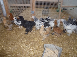 Hühner Rassegeflügel Wachteln Zwerghühner  Bild 2