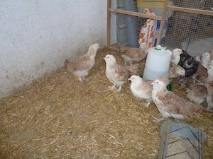 Hühner Rassegeflügel Wachteln Zwerghühner  Bild 4