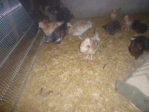 Hühner Rassegeflügel Wachteln Zwerghühner  Bild 6