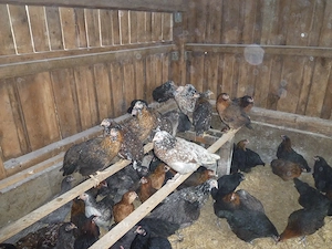 Hühner Rassegeflügel Wachteln Zwerghühner  Bild 8