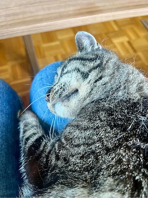 Katzensitter Bild 6