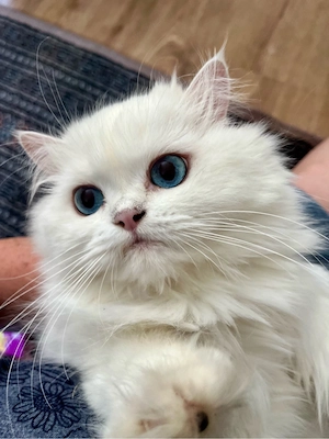 Katzensitter Bild 5
