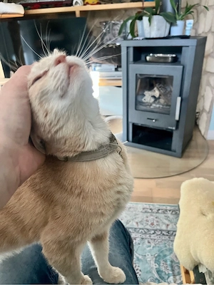 Katzensitter Bild 7