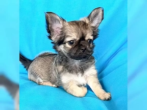 Chihuahua Welpen Rüde ( blaue Augen )Langhaar mit Ahnentafel Bild 5