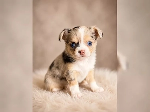 Chihuahua Welpen Rüde ( blaue Augen )Langhaar mit Ahnentafel Bild 2