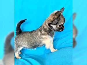 Chihuahua Welpen Rüde ( blaue Augen )Langhaar mit Ahnentafel Bild 4