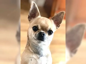 Chihuahua Welpen Rüde ( blaue Augen )Langhaar mit Ahnentafel Bild 3