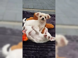 Bildhübsche reinrassige Chihuahua Babys Bild 2