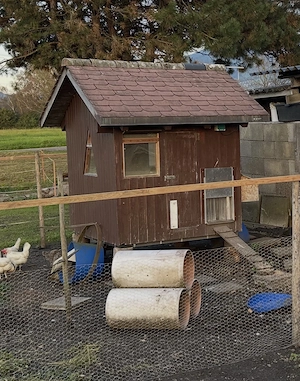 Hühnerstall komplett mit Zubehör  Bild 2