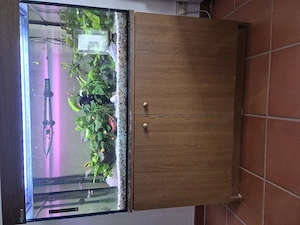  200 Liter Süßwasser-Aquarium mit oder ohne Fische.