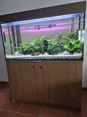  200 Liter Süßwasser-Aquarium mit oder ohne Fische.