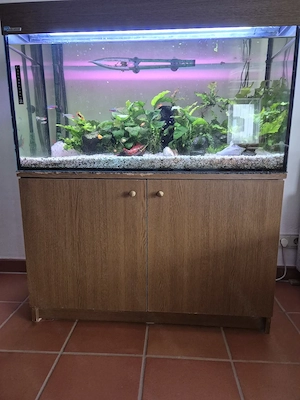  200 Liter Süßwasser-Aquarium mit oder ohne Fische. Bild 2
