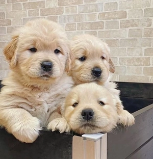 Golden-Retriever-Welpen Bild 3