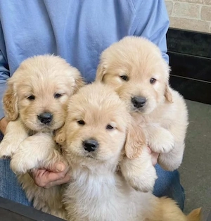 Golden-Retriever-Welpen Bild 2