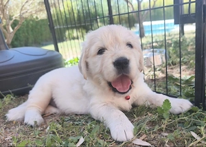 Golden-Retriever-Welpen Bild 4