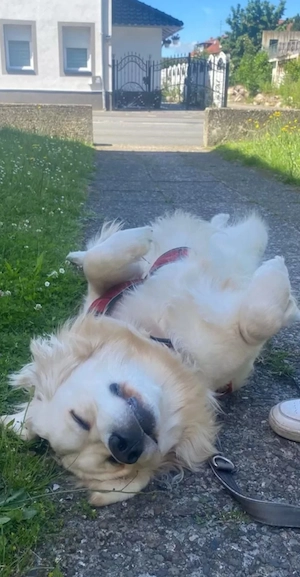 Golden-Retriever-Welpen Bild 5
