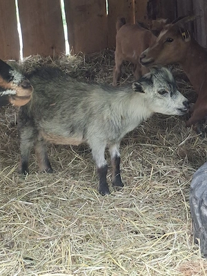 Mini zwergziegen zu verkaufen  Bild 5