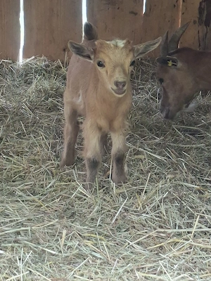 Mini zwergziegen zu verkaufen  Bild 2