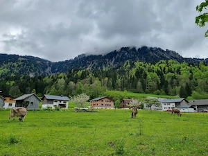 Wohnung gesucht - Frastanz, Schlins, Nenzing, Satteins, Göfis oder Feldkirch