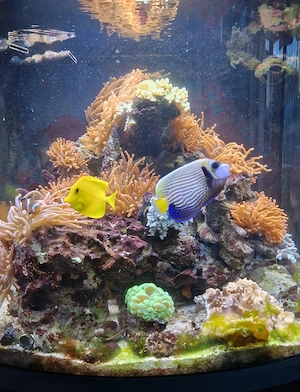 Meerwasseraquarium Bild 3