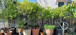 Verkauf Zitronenbäume Zitruspflanzen Palmen  Bild 2