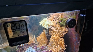 Meerwasseraquarium Bild 6