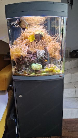 Meerwasseraquarium Bild 5