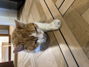 Katze zugelaufen Bild 2